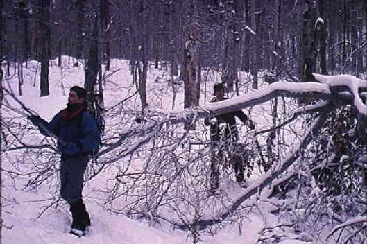 Ice Damage on Dicey's Mill Trail
