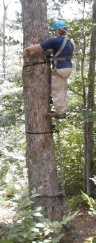 Jenny attaches the skyline to a tree