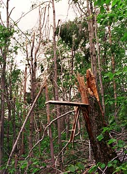 Ice damage on Dicey's Mill Trail