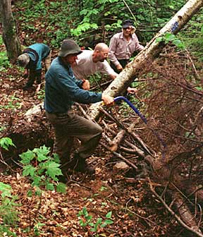 Uprooted trees on Square Ledge Trail